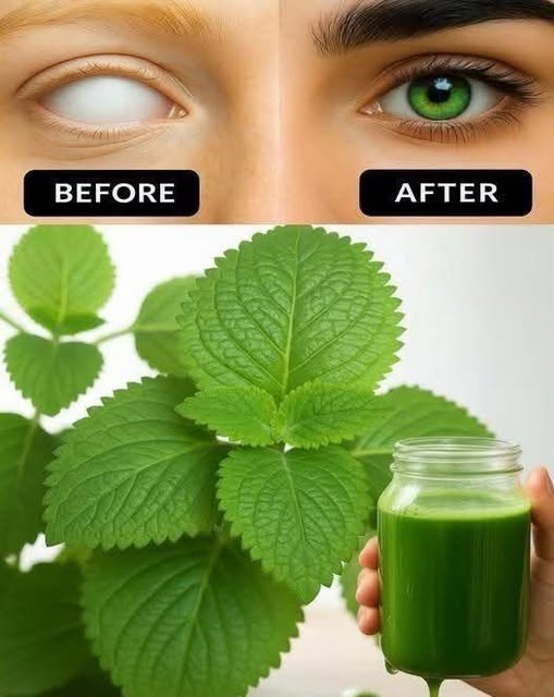 Perilla Leaf Green Juice